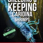 Livre Anglais Independently published 258 pages 13-18 ans-0