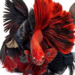 Livre numérique Kindle anglais 48 pages confort lecture-0