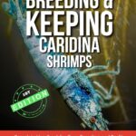 Livre numérique Kindle anglais 260 pages confort lecture-0