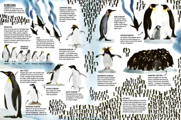 Livre documentaire polaire Bonnier Books enfants 7 ans-3