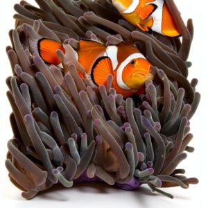 Guide Plongée Asie du Sud Est Kindle Amazon Anglais-0